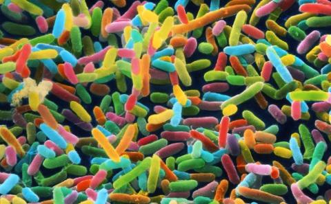 Colourful gut bacteria